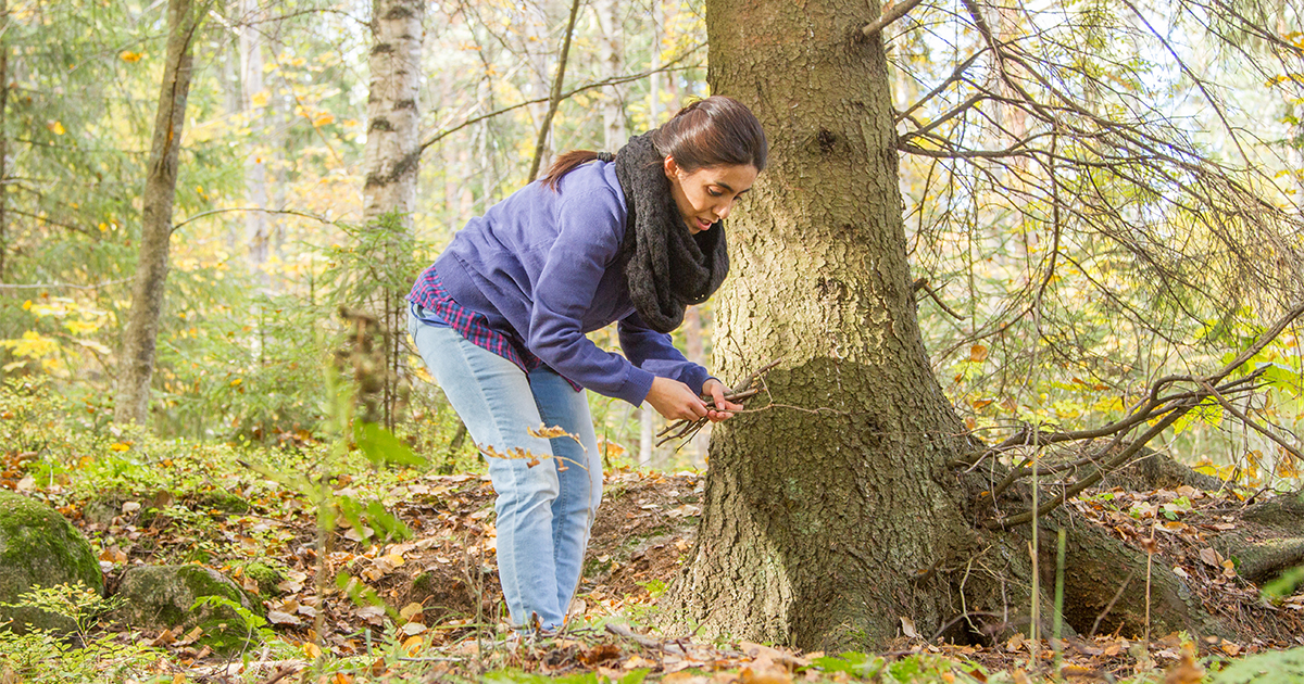 Nainen katsoo metsässä tarkasti käsissään olevia puun oksia.