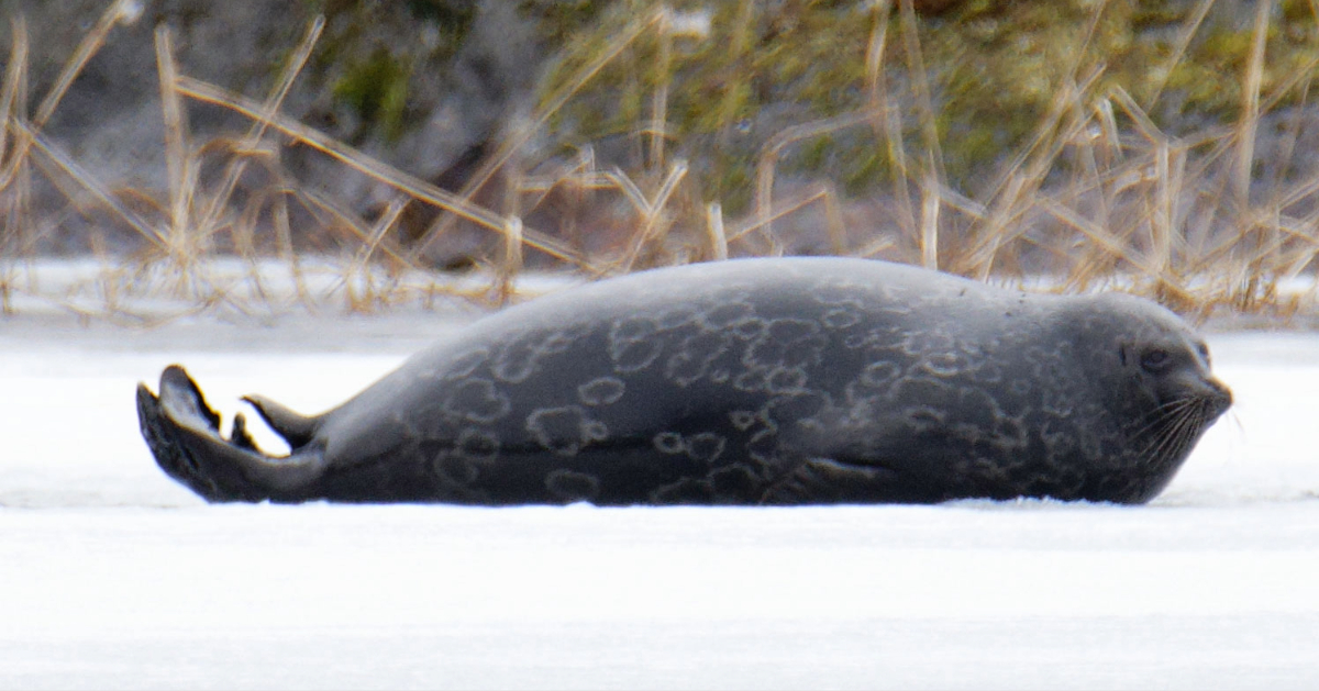 Saimaannorppa Pihlajavedellä jään päällä.