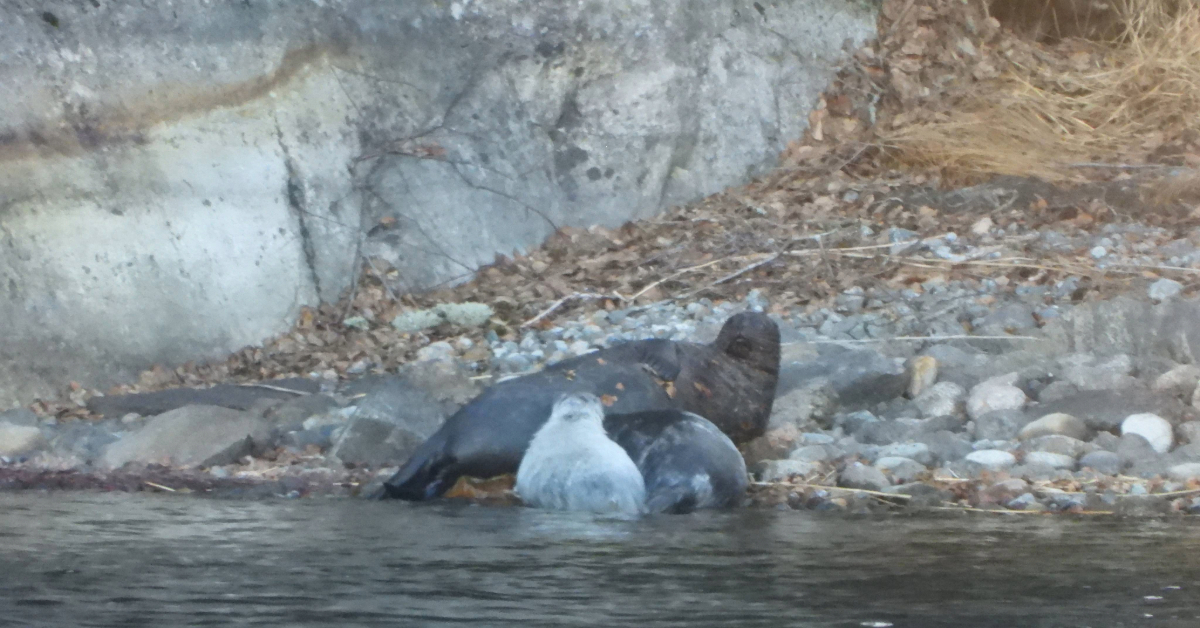Norppa ja kaksi poikasta Saimaalla kivillä.